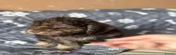 Perro de Agua Español perros en venta: Última hembra de perro de aguas!! - Anuncio 8