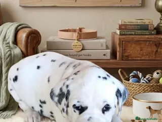Dálmata perros Último Dalmata disponible 🐶✨ - Anuncio 1