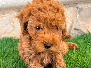 Caniche Toy perros Caniche toy roja - Anuncio 1