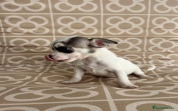 Chihuahua perros en venta: Macho chihuahua toys  - Imagen 3
