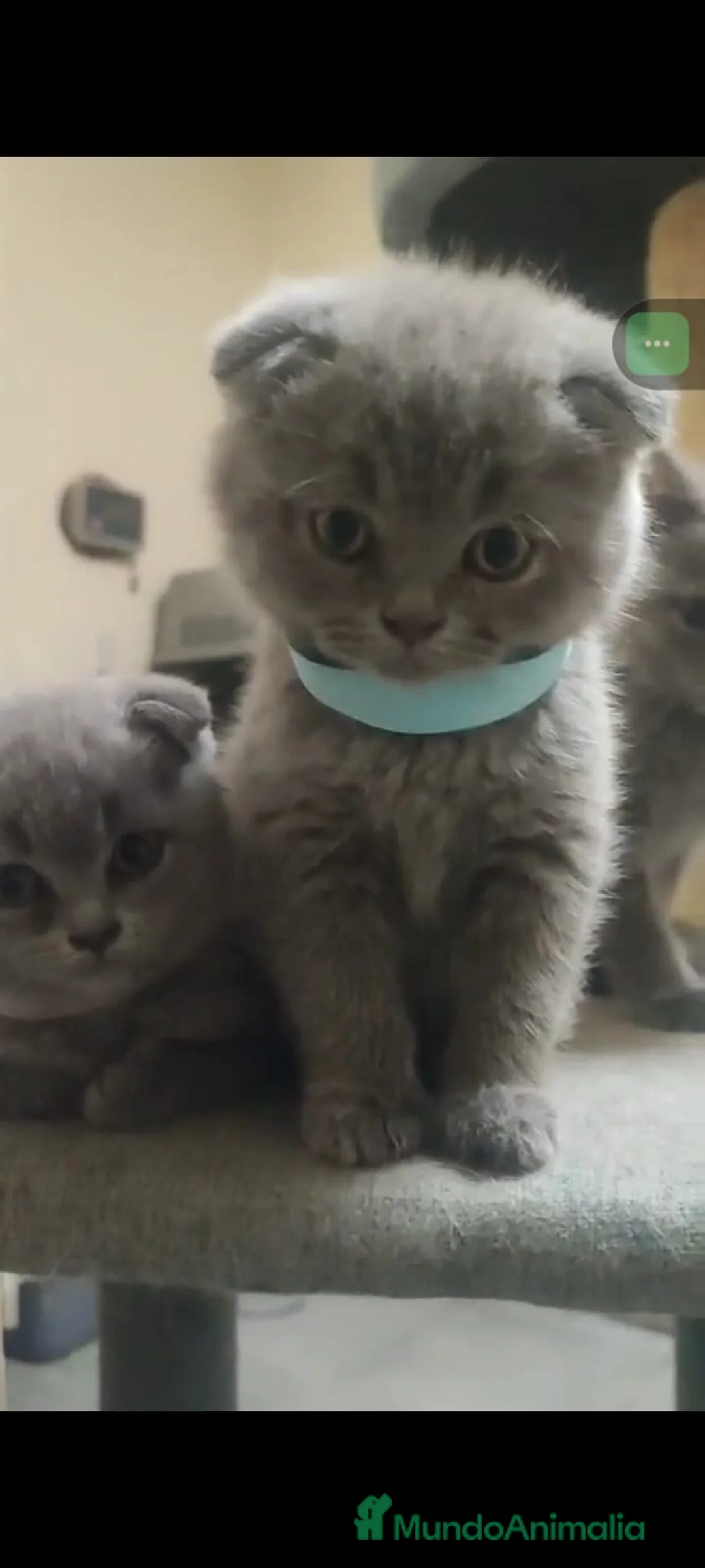 Británico de Pelo Corto Azul gatos en venta: Brithis - Anuncio 2