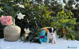 Ratonero Bodeguero Andaluz perros en venta: Bodeguero andaluz macho - Imagen 4