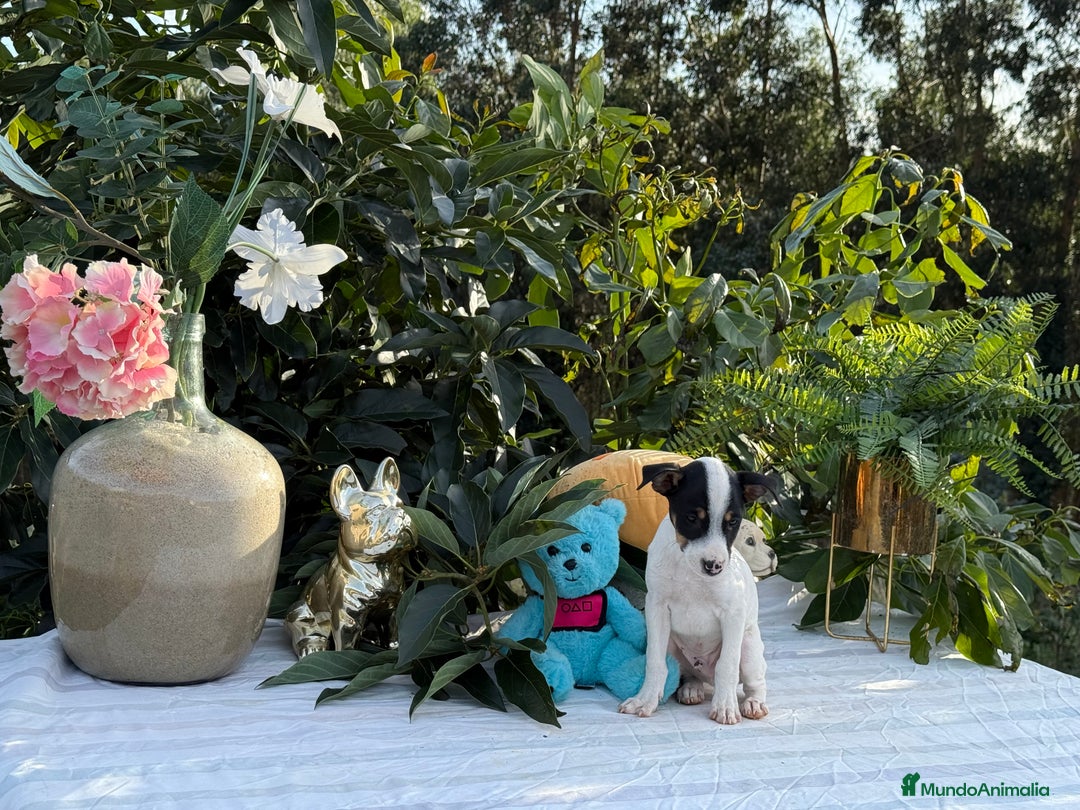 Ratonero Bodeguero Andaluz perros en venta: Bodeguero andaluz macho - Imagen 4