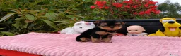 Yorkshire Terrier perros en venta: Yorkshire hembra - Anuncio 3