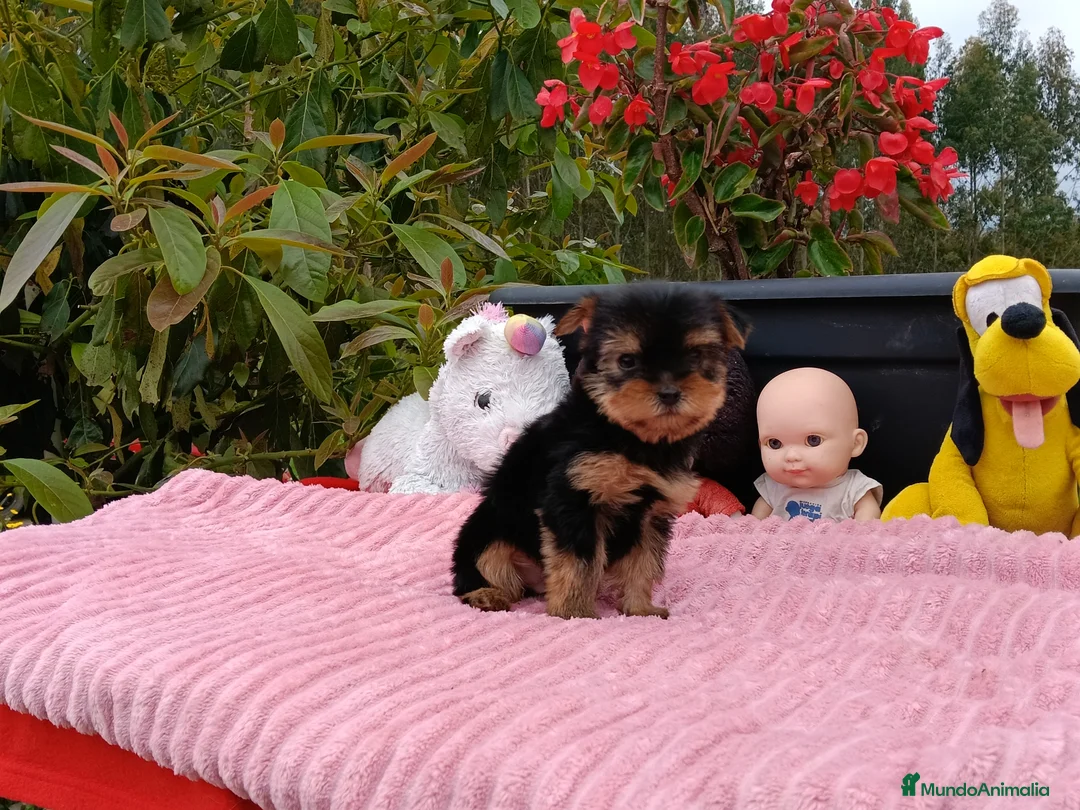 Yorkshire Terrier perros en venta: Yorkshire hembra - Anuncio 3