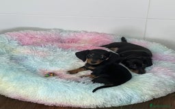 Teckel Miniatura perros en venta: Teckel mini - Imagen 2