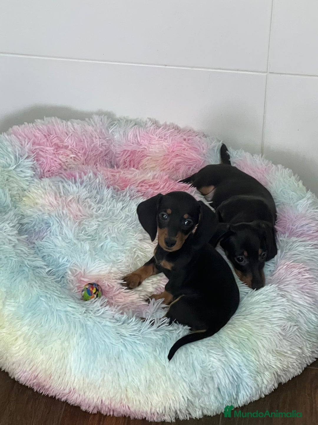 Teckel Miniatura perros en venta: Teckel mini - Imagen 2