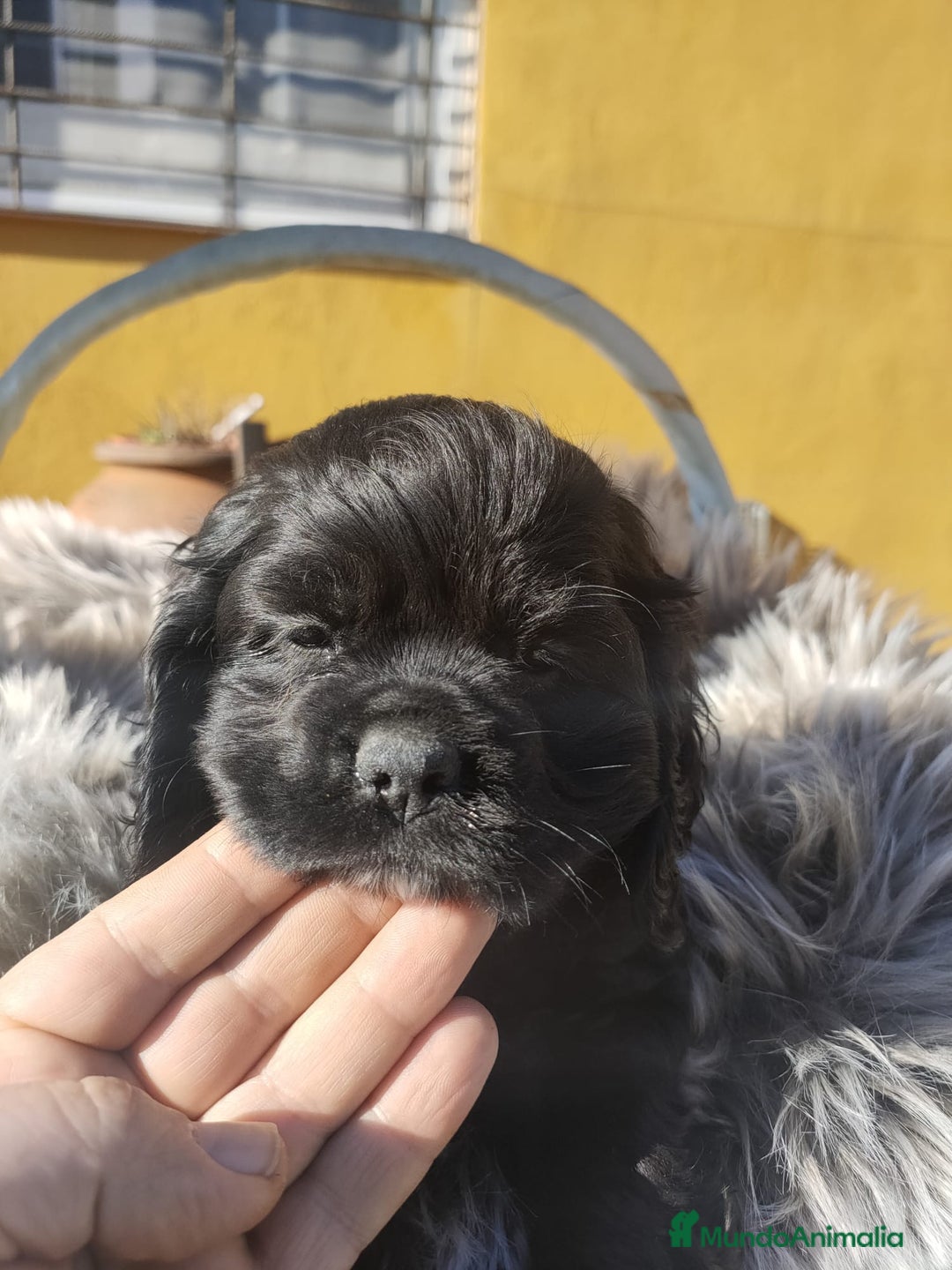 Cocker Spaniel Americano perros en venta: Cocker Americano de Carfi - Anuncio 13