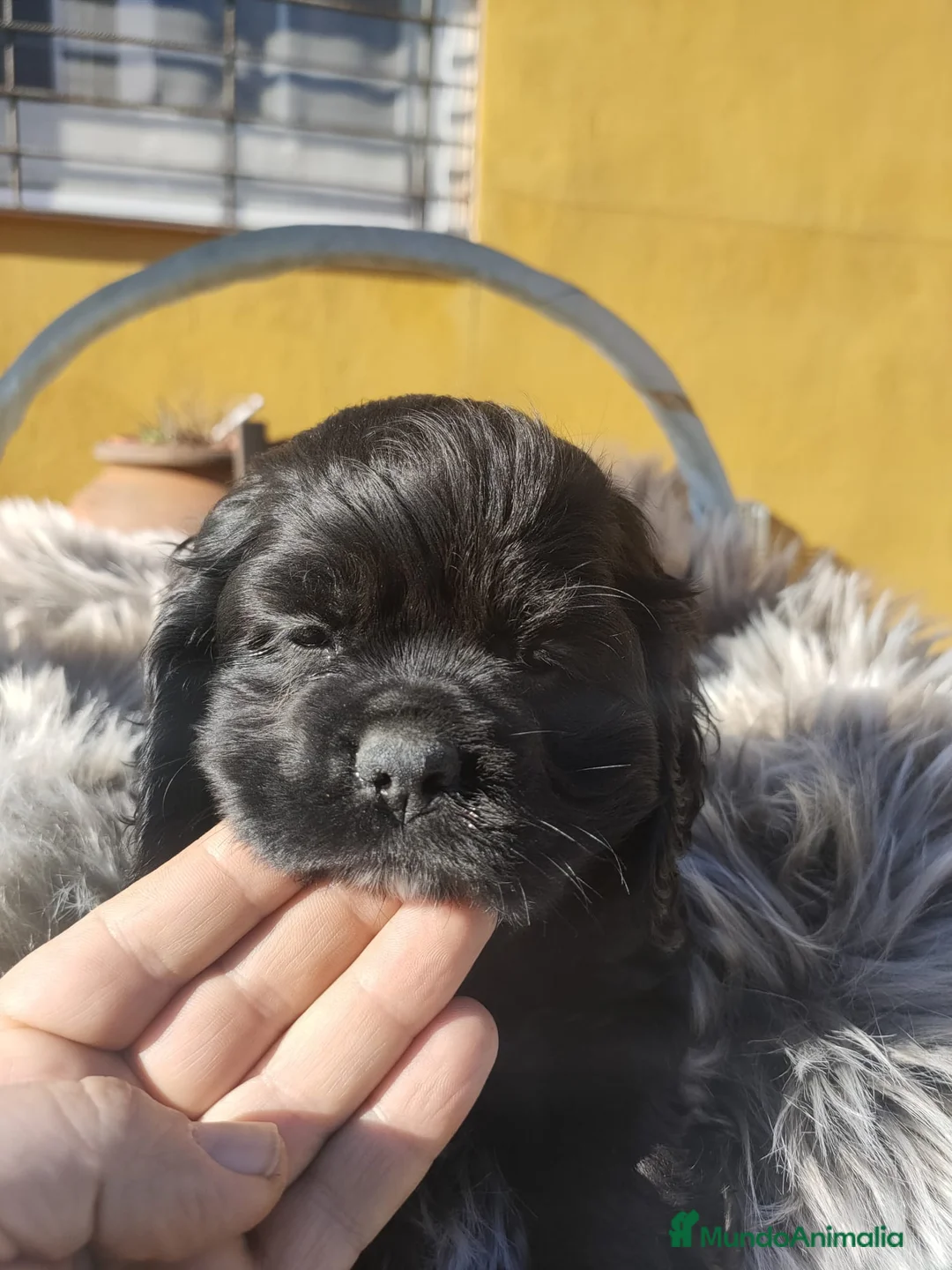 Cocker Spaniel Americano perros en venta: Cocker Americano de Carfi - Anuncio 13