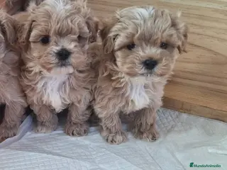 Maltipoo perros MALTIPOO - Anuncio 4