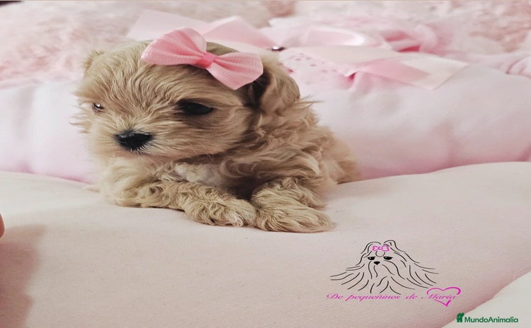 Maltipoo perros - Anuncio 11