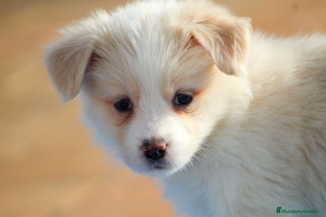 Border Collie perros en venta: Cachorros de border collie  - Anuncio 1