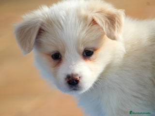 Border Collie perros Cachorros de border collie - Anuncio 1
