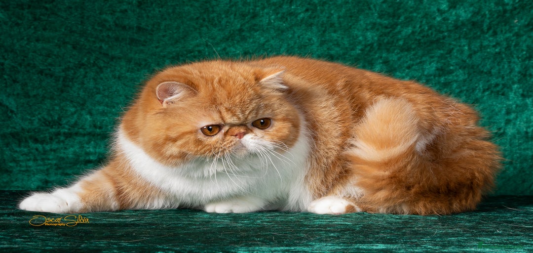 Imagen de galería {{count}}