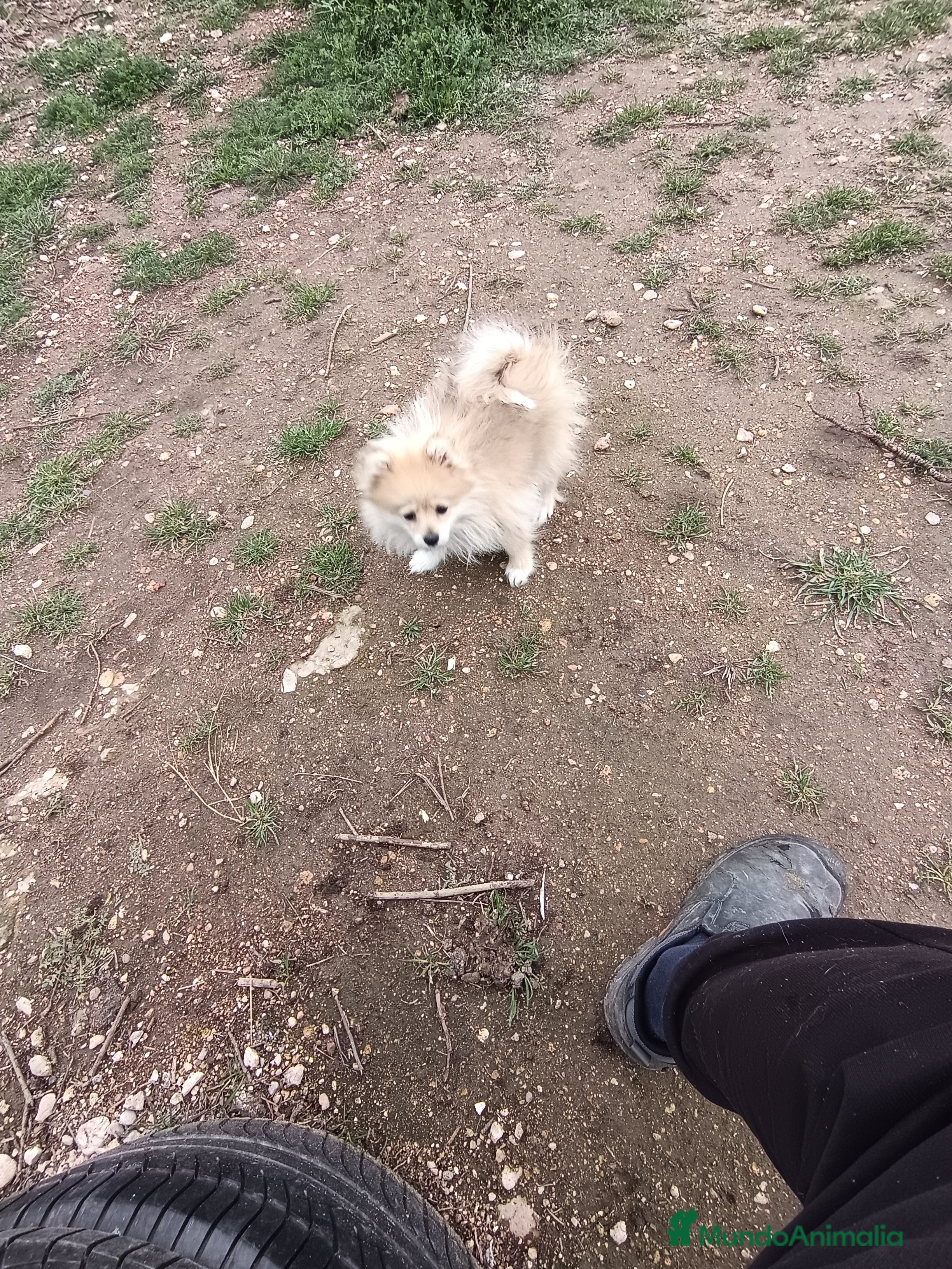 Pomerania perros Cachorro de pomerania  - Anuncio 15