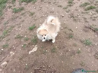 Pomerania perros Cachorro de pomerania - Anuncio 15