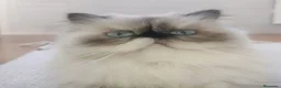 Himalayo gatos en venta: GATITOS PERSAS HIMALAYOS  - Anuncio 5
