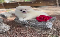 Pomerania perros en venta: Pomerania Macho disponible  - Imagen 3