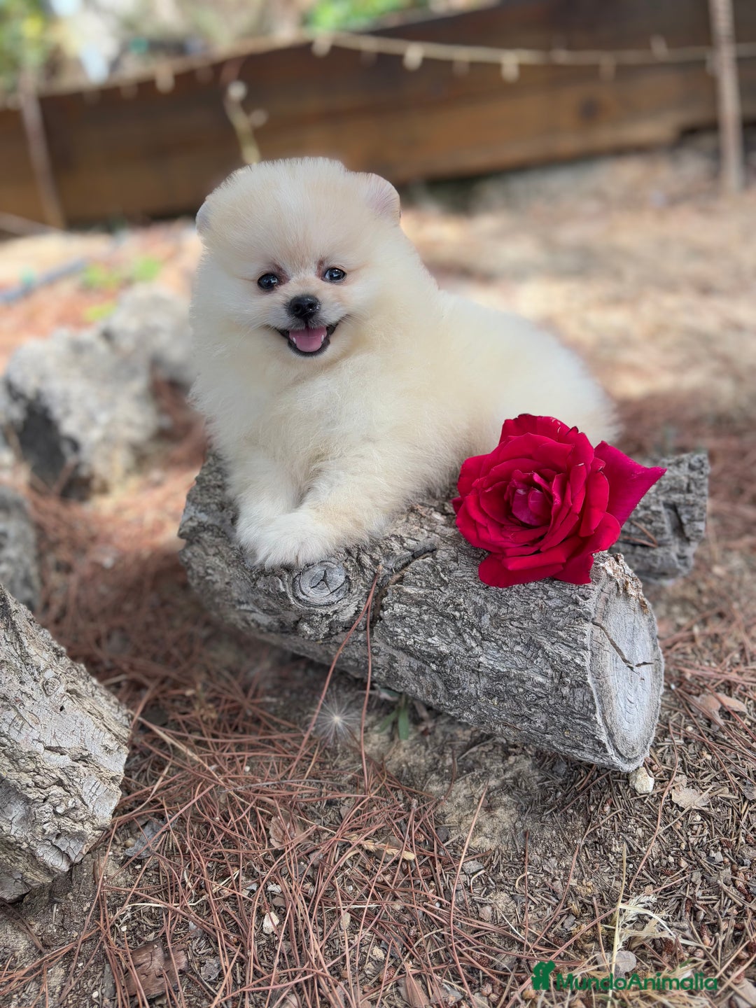 Pomerania perros en venta: Pomerania Macho disponible  - Imagen 3