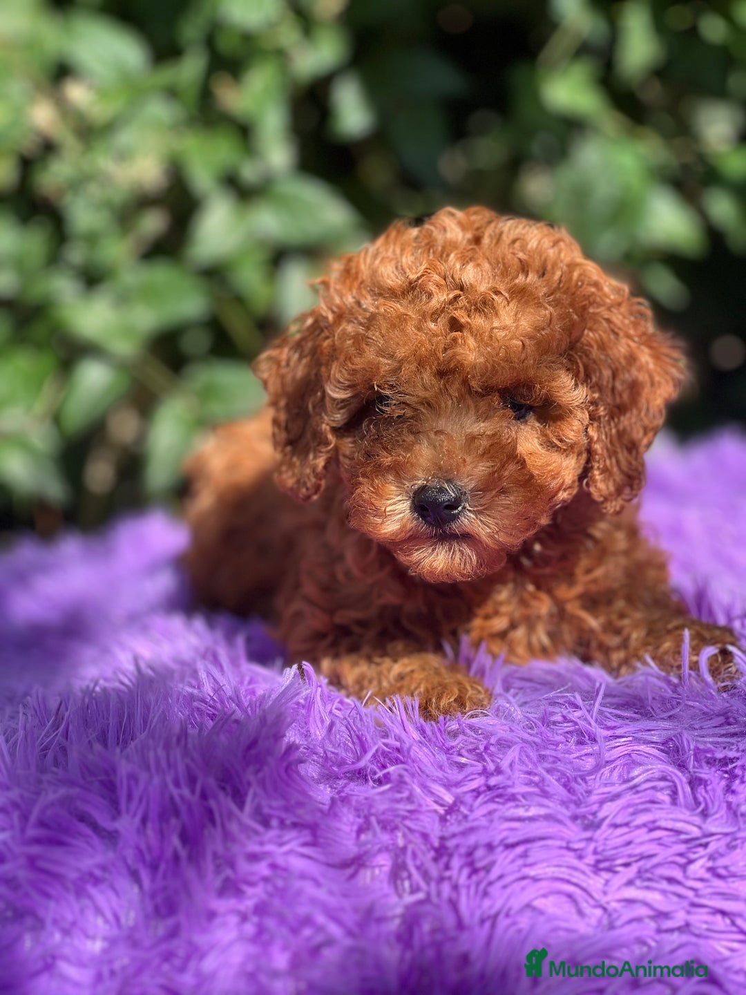 Caniche Toy perros en venta: Caniche toy roja  - Imagen 6