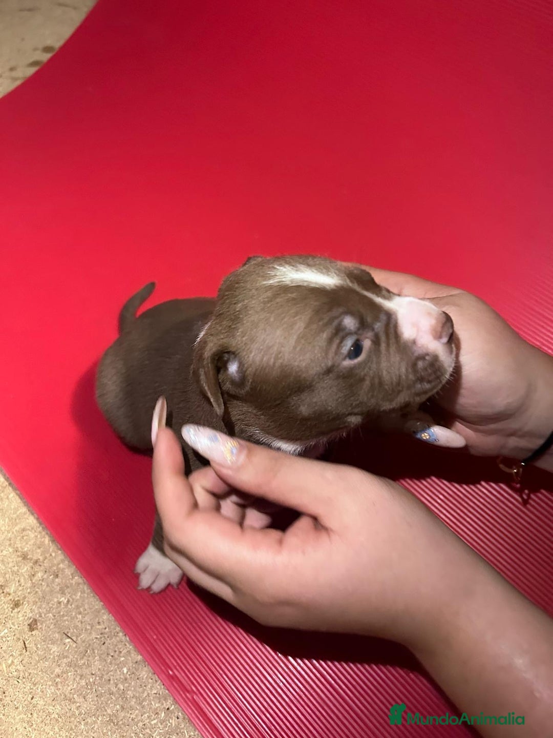 American Pit Bull Terrier perros en venta: camada American Pitbull Terrier  - Imagen 14