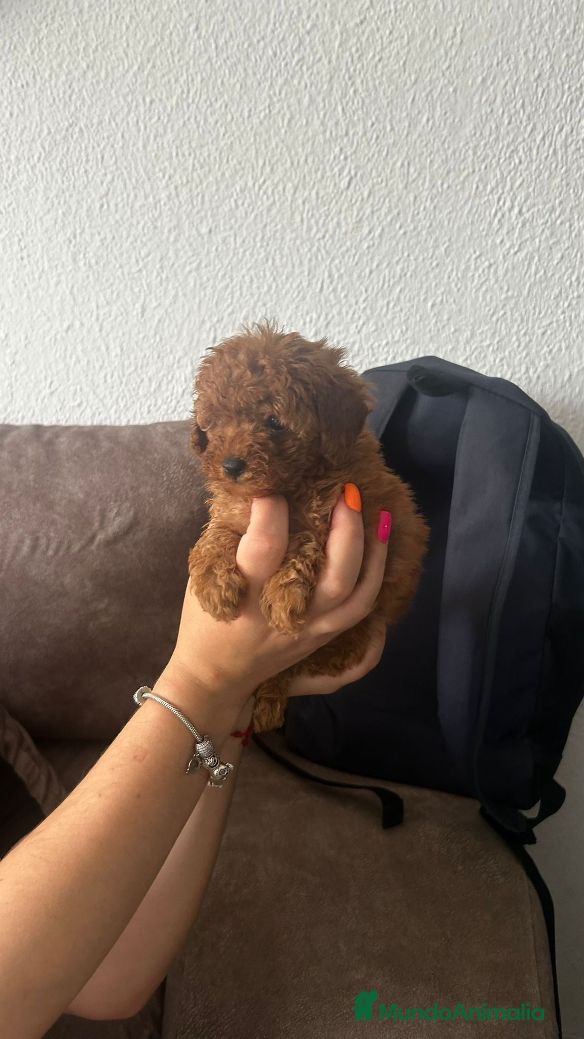 Caniche Toy perros Caniche mini toy única hembra!! - Anuncio 1