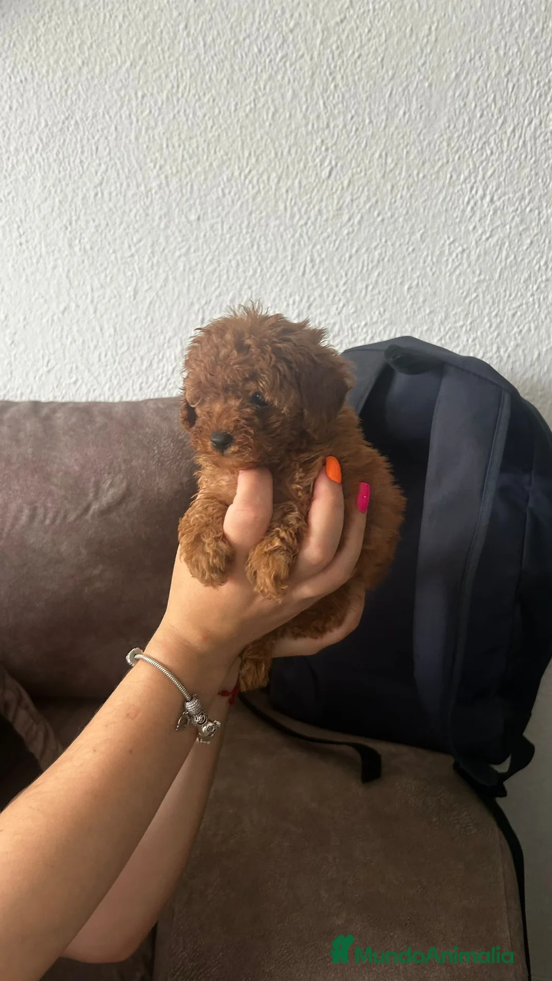 Caniche Toy perros en venta: Caniche mini toy única hembra!! - Anuncio 1