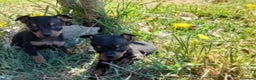 Pinscher Miniatura perros en venta: Pinscher miniatura - Anuncio 1