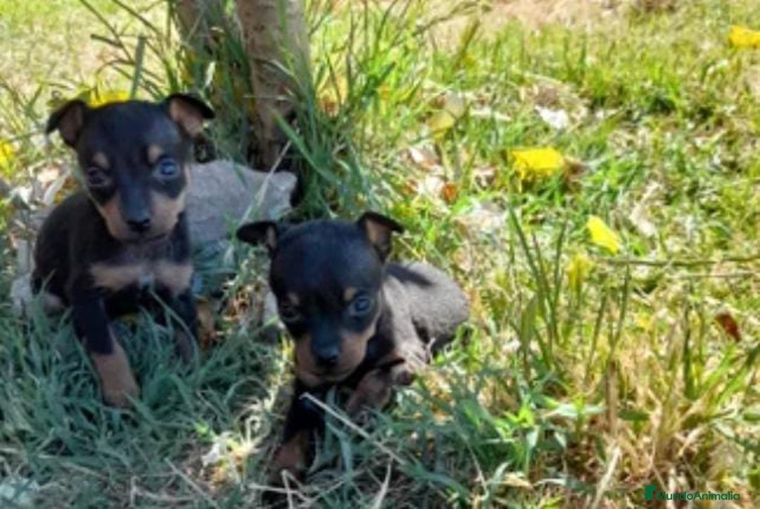 Pinscher Miniatura perros en venta: Pinscher miniatura - Anuncio 1