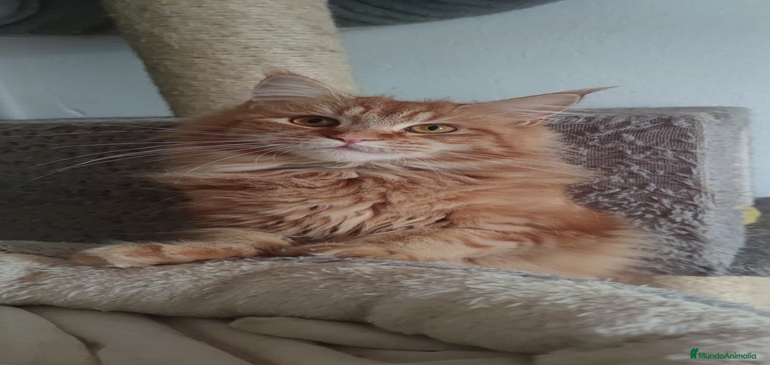 Imagen de galería {{count}}