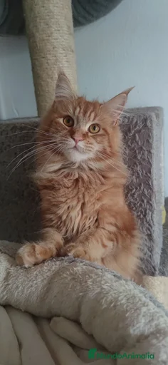 Imagen de galería {{count}}