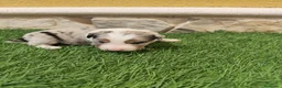 Border Collie perros en venta: Border collie merle choco en Valencia - Anuncio 19