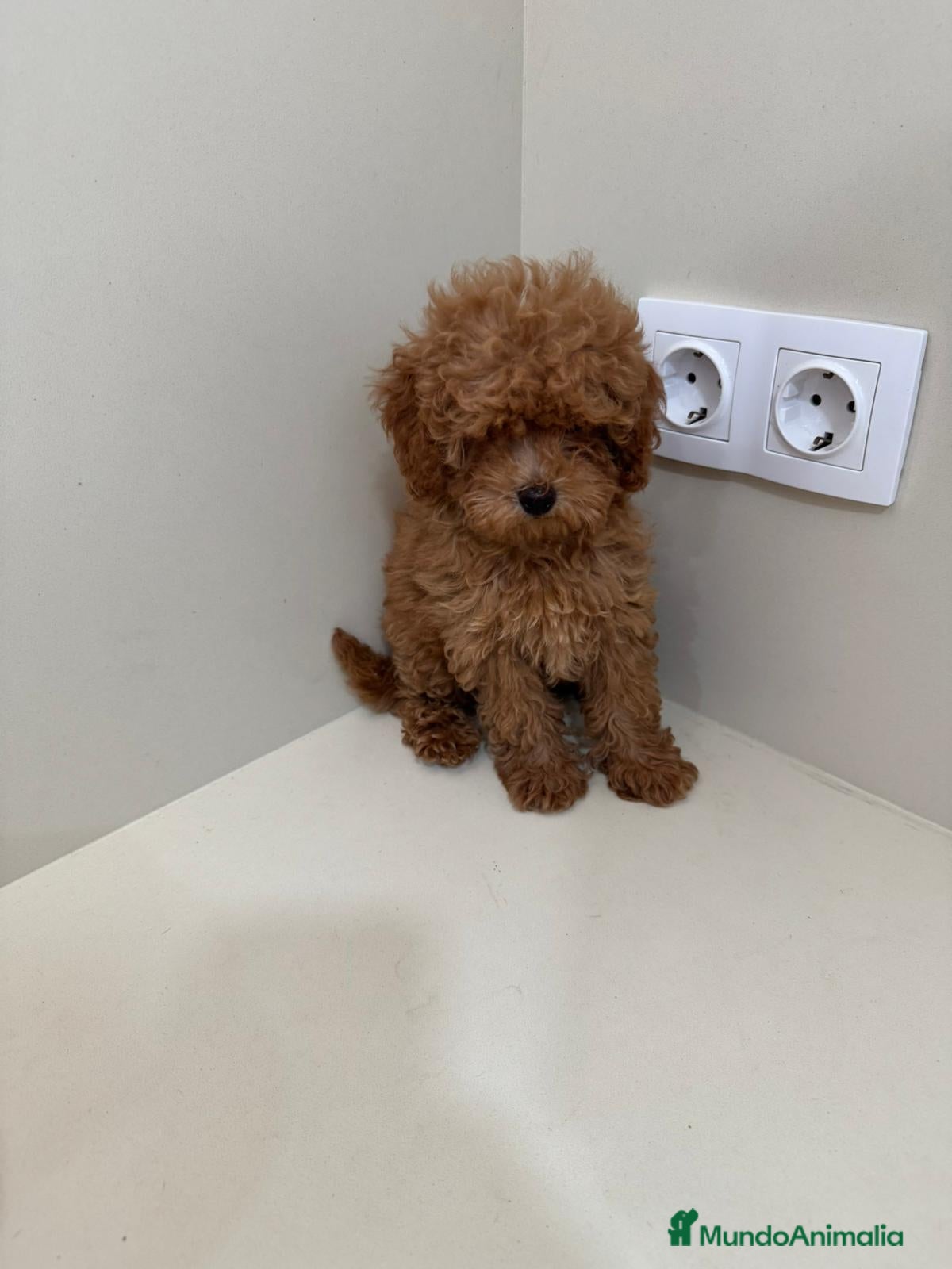 Caniche Toy perros Caniche toy - Anuncio 1