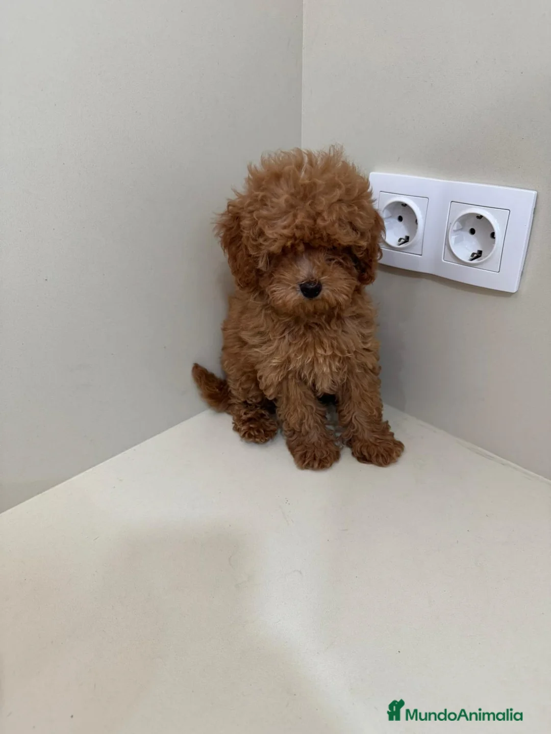 Caniche Toy perros en venta: Caniche toy - Anuncio 1