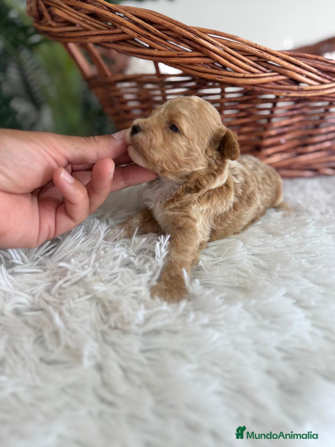 Caniche Toy perros en venta: CANICHE TOY MACHCO - Imagen 4