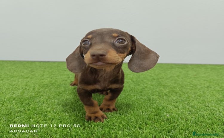Teckel Miniatura perros - Anuncio 1