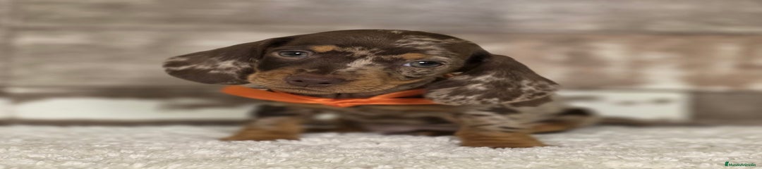 Teckel Miniatura Cachorro 1