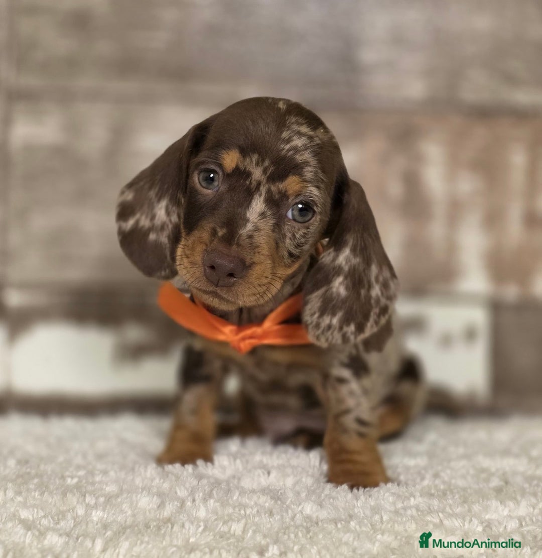 Teckel Miniatura perros en venta: TECKEL MINIATURA Y KANINCHEN - Imagen 1