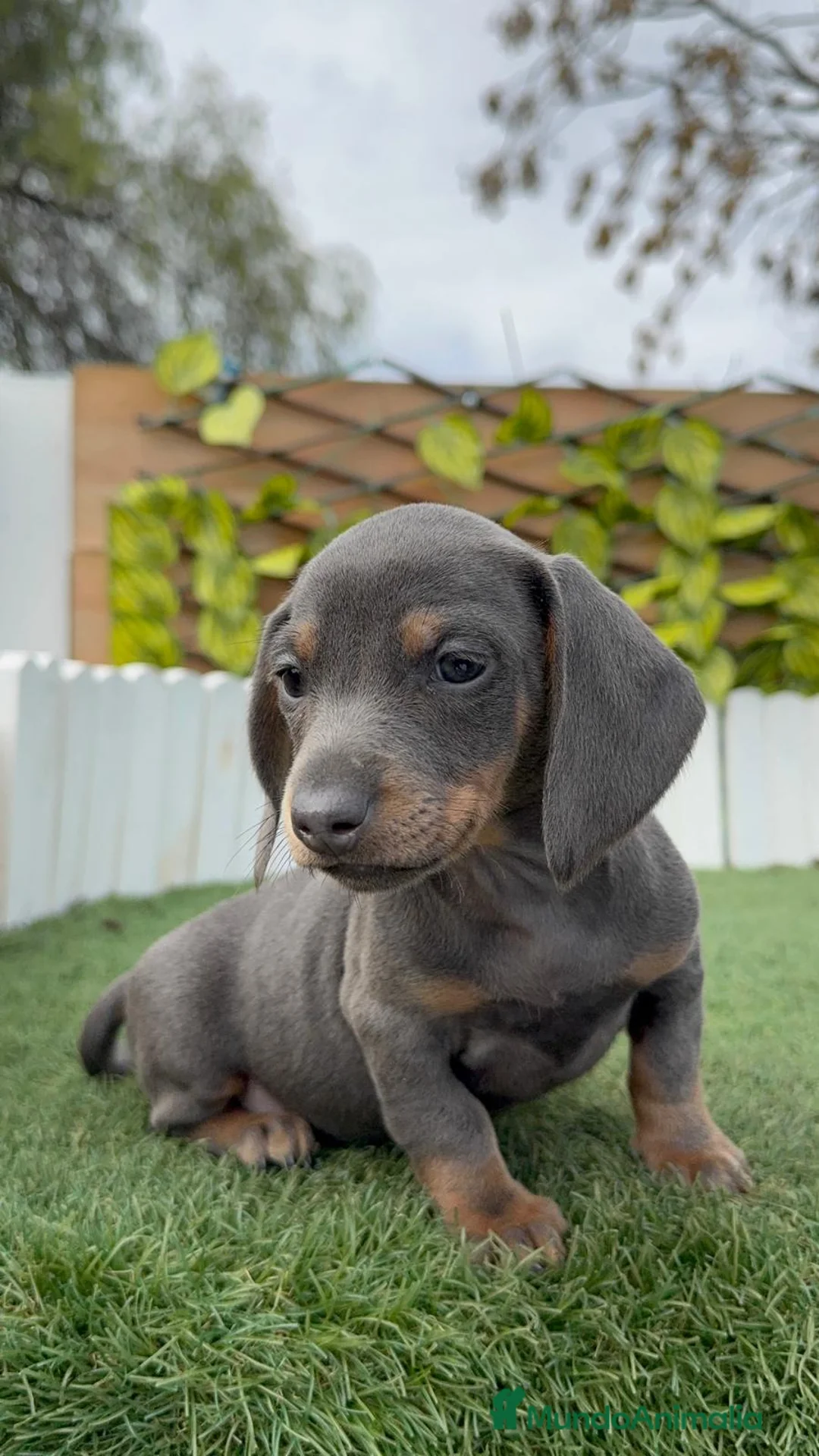 Teckel Miniatura perros en venta: TECKEL MINIATURA HEMBRA - Anuncio 8