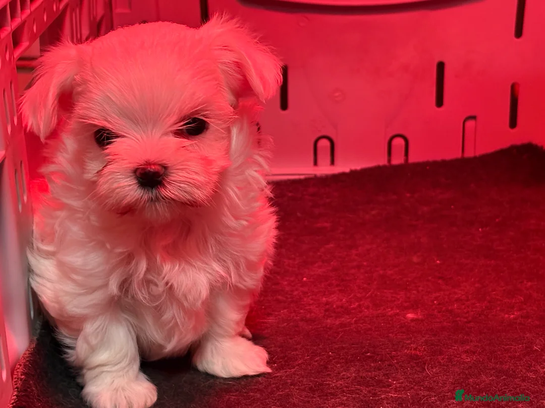 Bichón Maltés perros en venta: BICHON MALTES - Anuncio 11