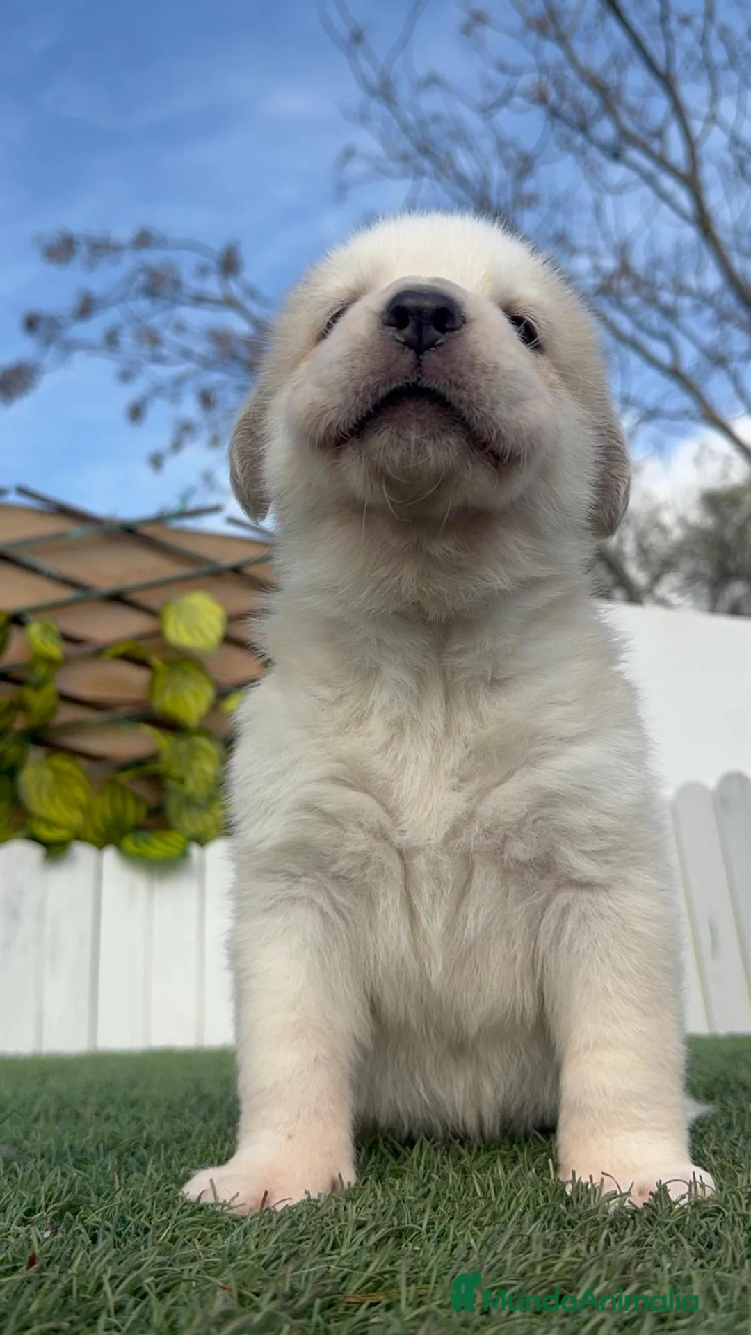 Mastín Español perros en venta: MASTIN ESPAÑOL - Anuncio 17