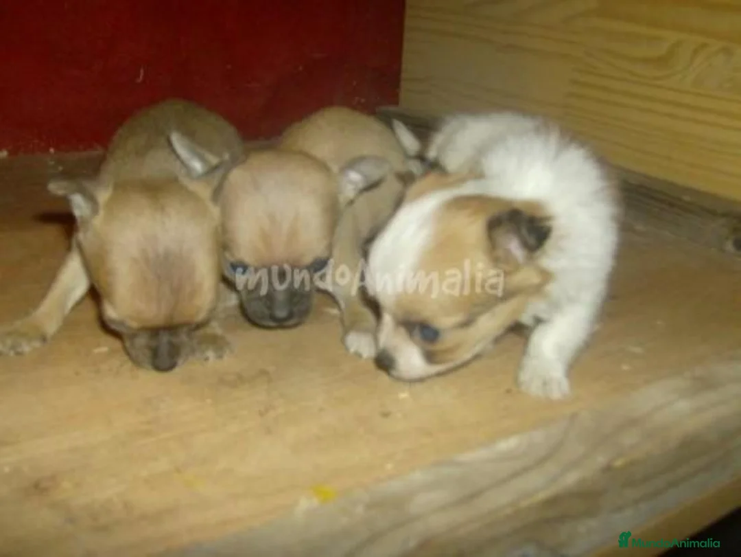 Imagen de galería {{count}}