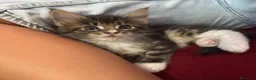 Maine Coon gatos en venta: Preciosa camada de Maine Coon - Anuncio 1