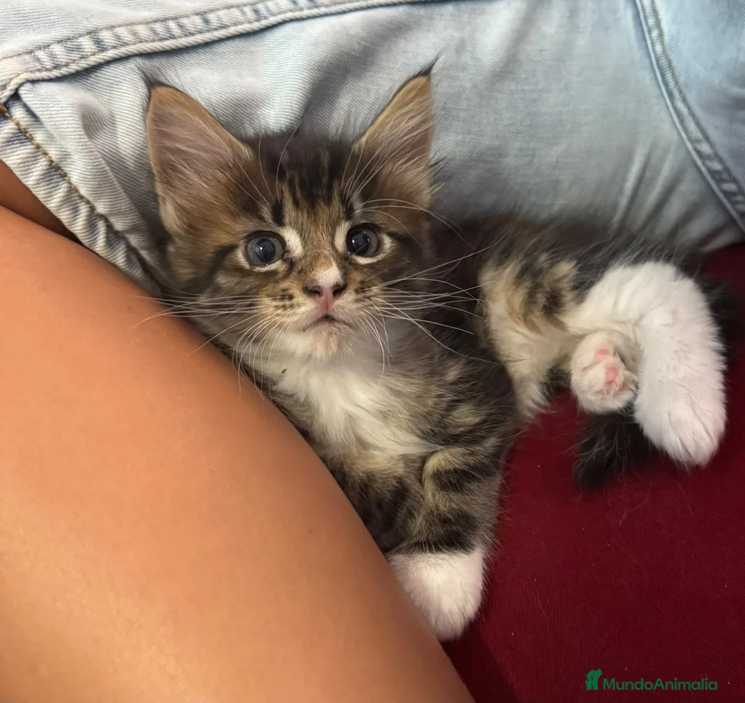 Maine Coon gatos en venta: Preciosa camada de Maine Coon - Anuncio 1