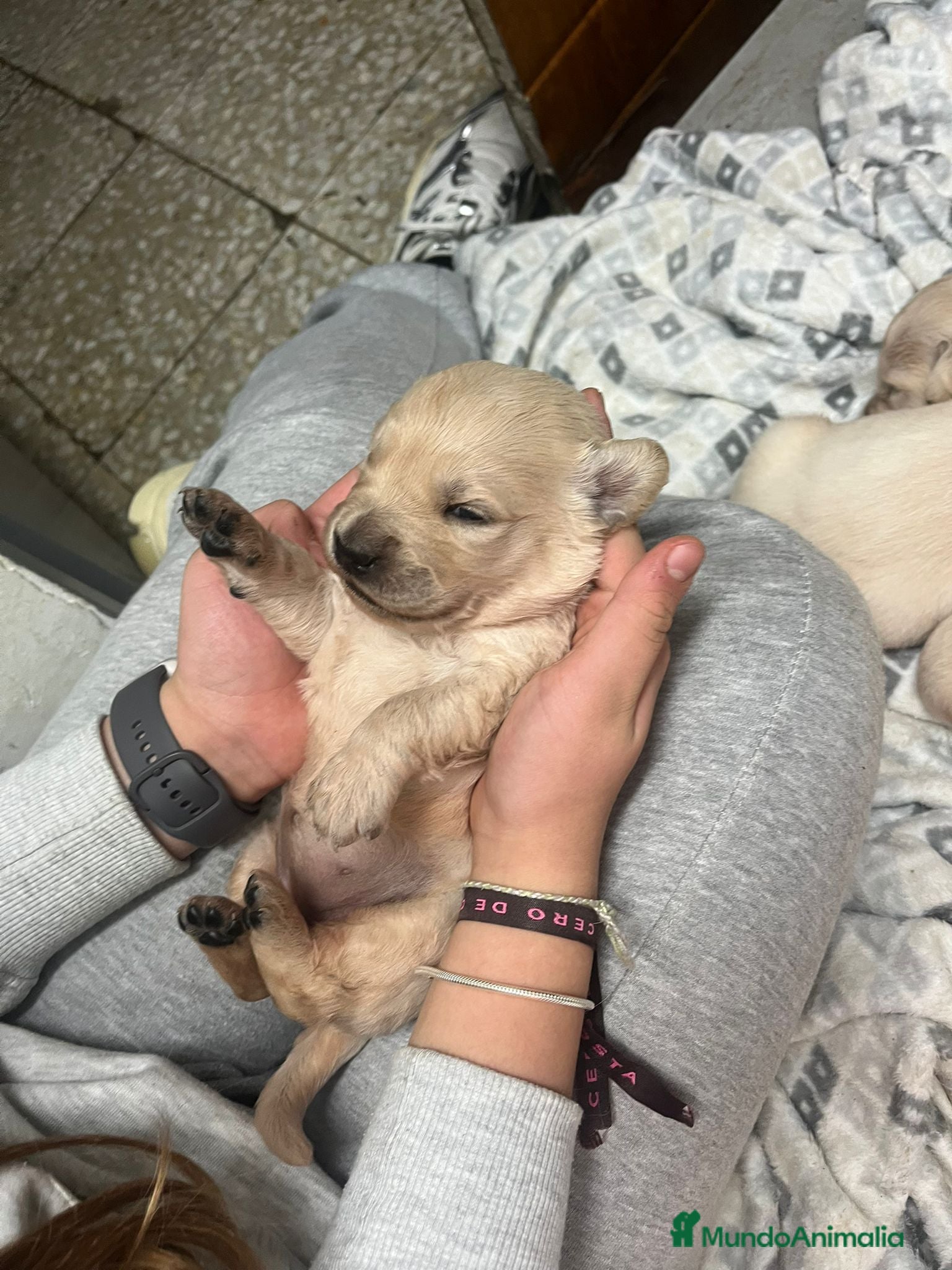 Golden Retriever perros Cachorros Golden Retriever  - Anuncio 1