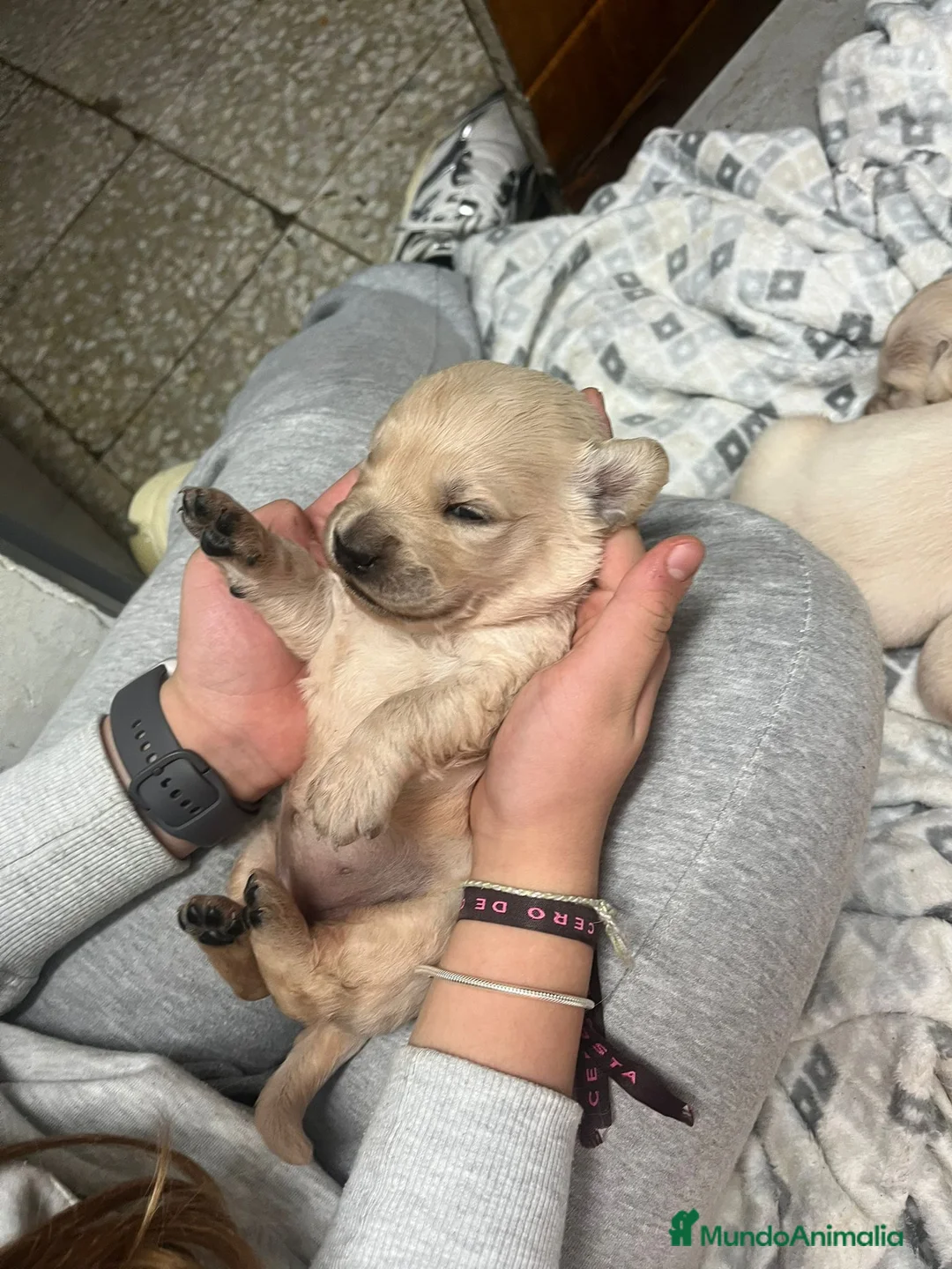 Golden Retriever perros en venta: Cachorros Golden Retriever  - Anuncio 1