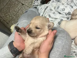 Golden Retriever perros Cachorros Golden Retriever - Anuncio 3