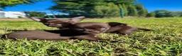 Chihuahua perros en venta: chihuahua  - Anuncio 2