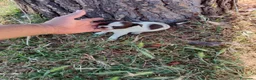 Chihuahua perros en venta: Chihuhua macho bicolor - Anuncio 9
