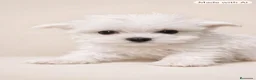 Bichón Maltés perros en venta: Bichon Maltes  - Anuncio 1